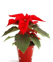 Epiphyllum Planting Guide (Detailed planting methods and care tips for Epiphyllum) 3