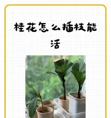 Secrets to Rapid Growth of Osmanthus (Master Key Factors to Let Osmanthus Thrive)