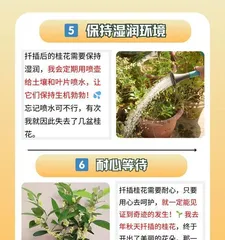 桂花快速生长的养护秘籍（掌握关键因素，让桂花欣欣向荣）2