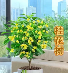 桂花快速生长的养护秘籍（掌握关键因素，让桂花欣欣向荣）3