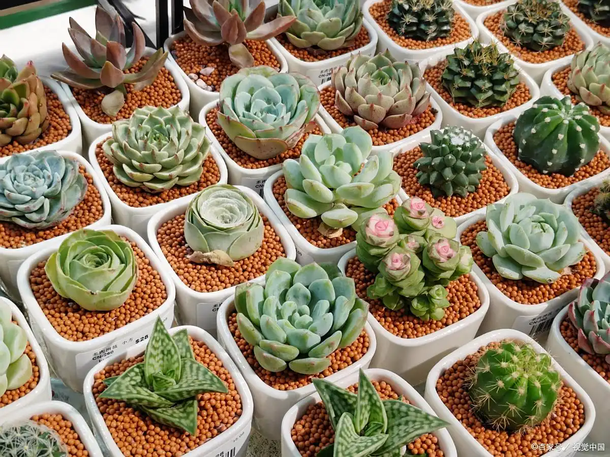 succulent plants