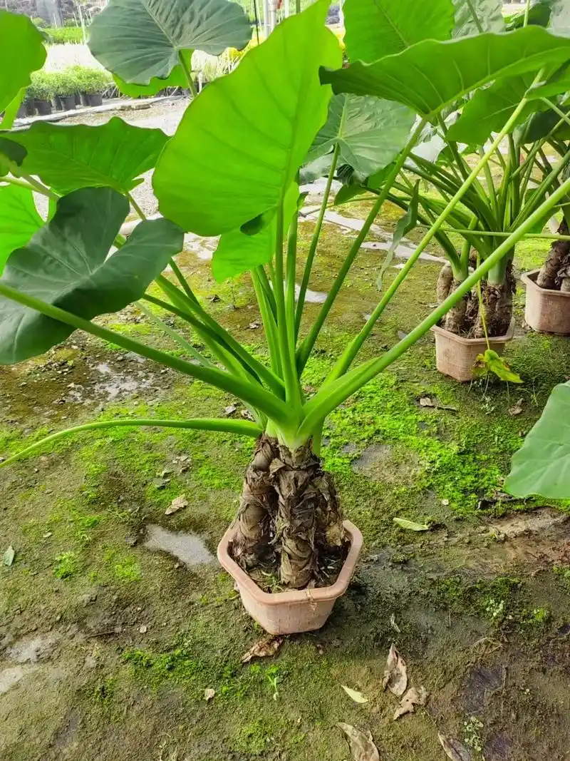 Alocasia macrorrhiza
