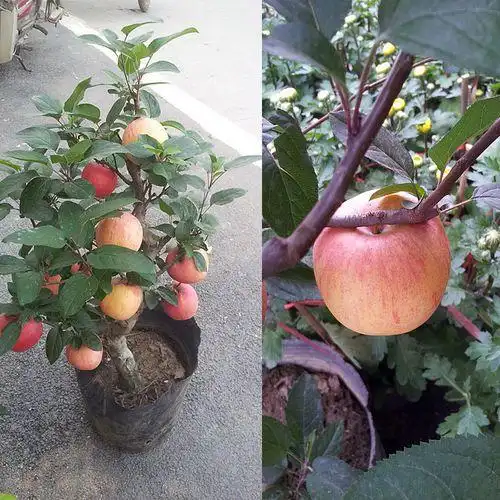 Bonsai Apple Tree