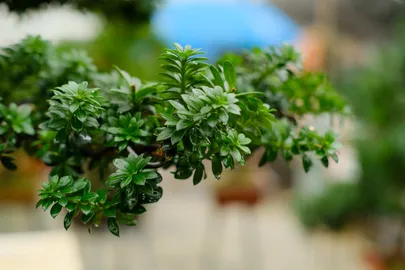 Bonsai tree care methods