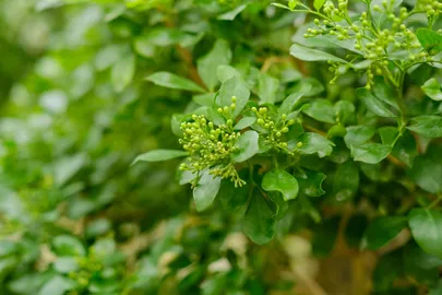 Bonsai tree care