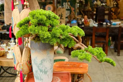 Bonsai tree care