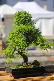 The secret of ficus bonsai tree: how to make your bonsai more vibrant and lively