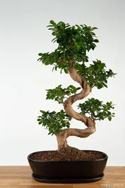 ficus bonsai 1