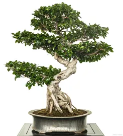 ficus bonsai 1