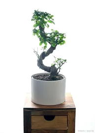 ficus bonsai 1