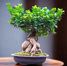 ficus bonsai 1