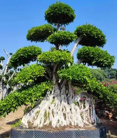 ficus bonsai 1