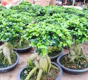 ficus bonsai 1