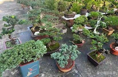 These 10 bonsai trees are perfect for beginners, with simple and easy to understand characteristics, and beautiful scenery throughout the four seasons