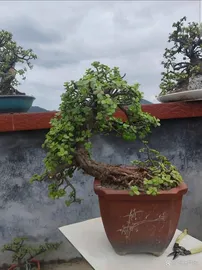 bonsai tree 1