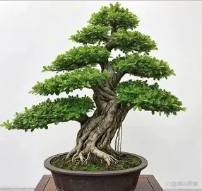 bonsai tree 1