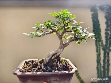 bonsai tree 1