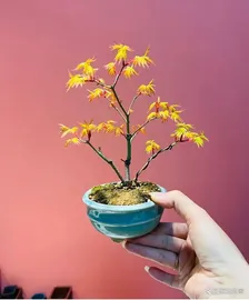 bonsai tree 1