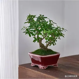bonsai tree 1