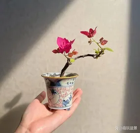 bonsai tree 1