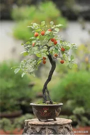 bonsai tree 1