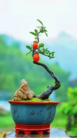 bonsai tree 1