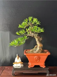 bonsai tree 1