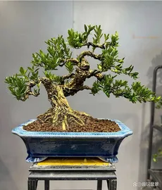 bonsai tree 1