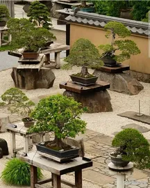 bonsai tree 1