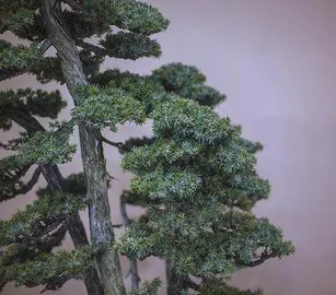juniper bonsai tree: Evolution from Natural Beauty to Artistic Realm
