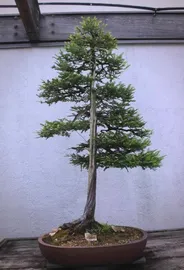 juniper bonsai 1