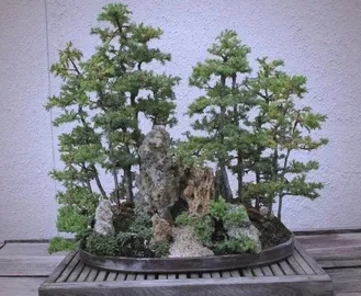 Juniper bonsai 1