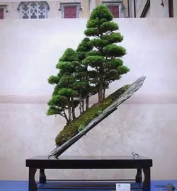 Juniper bonsai 1