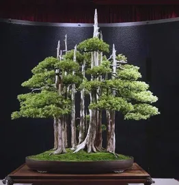 Juniper bonsai 1
