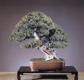 Juniper bonsai 1