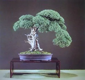 Juniper bonsai 1