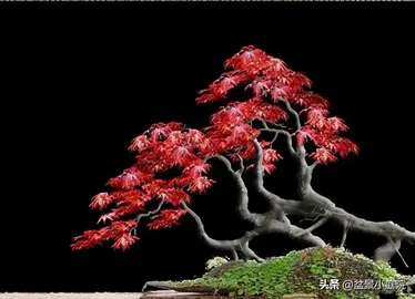 How to cultivate Japanese maple Bonsai tree, six small details to cultivate beautiful Japanese maple Bonsai tree