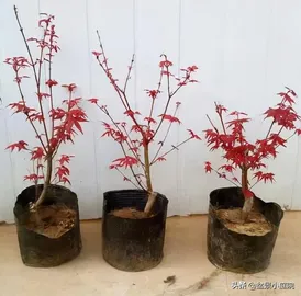 Japanese Maple Bonsai 1