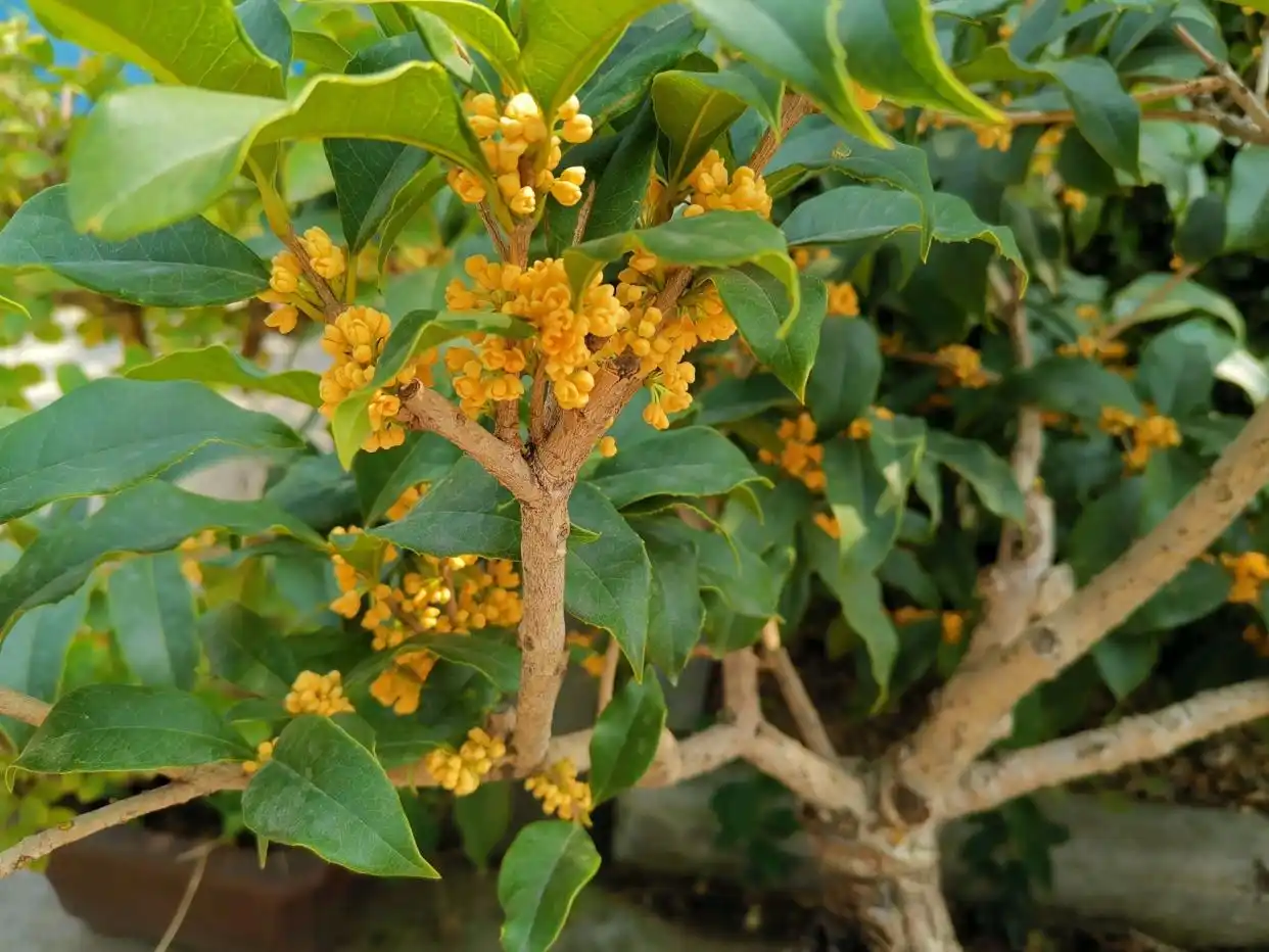 Osmanthus Flower 