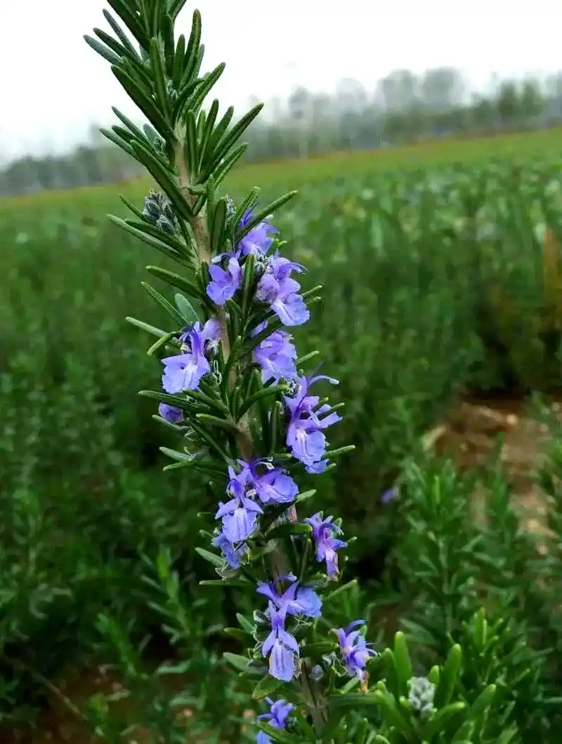 rosemary health benefits