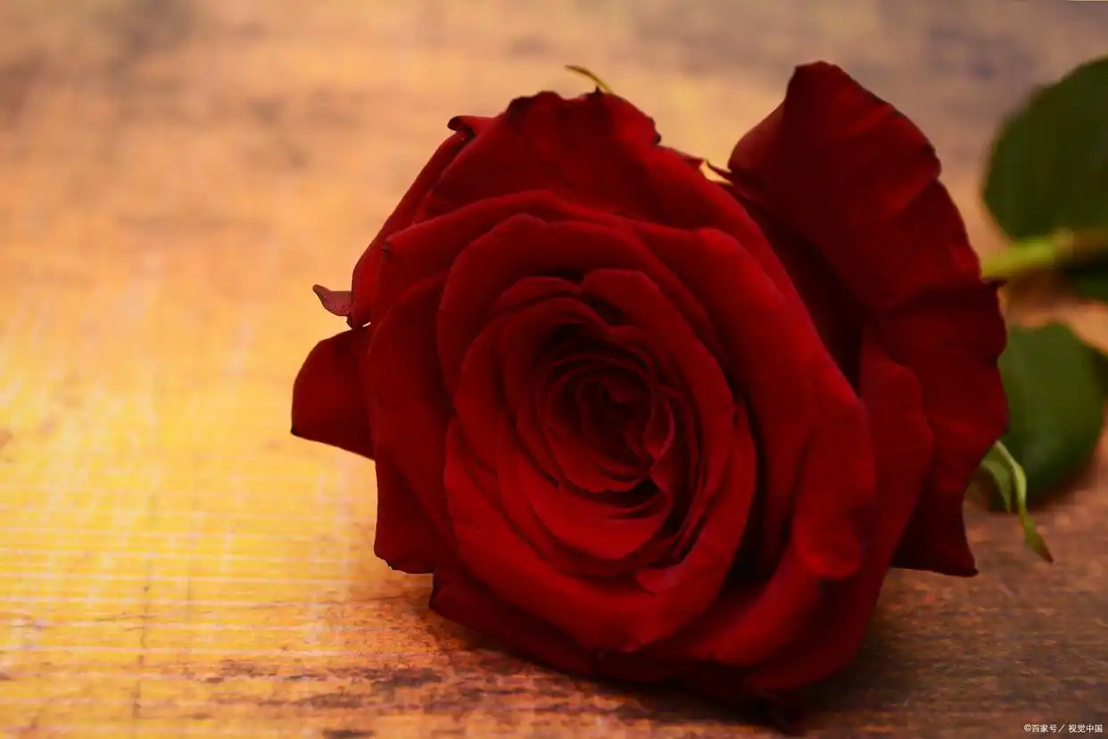 red roses meaning