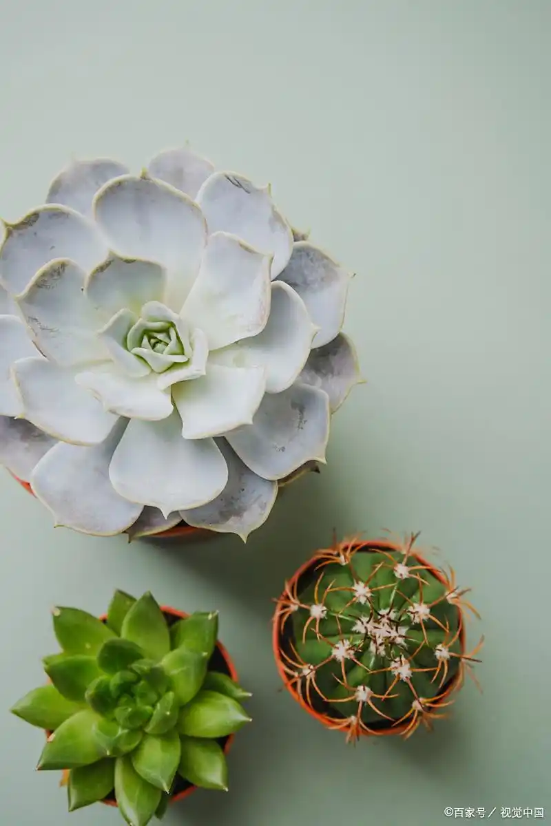 succulent plants