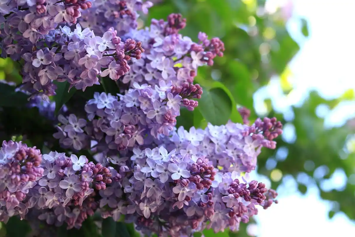 lilac tree