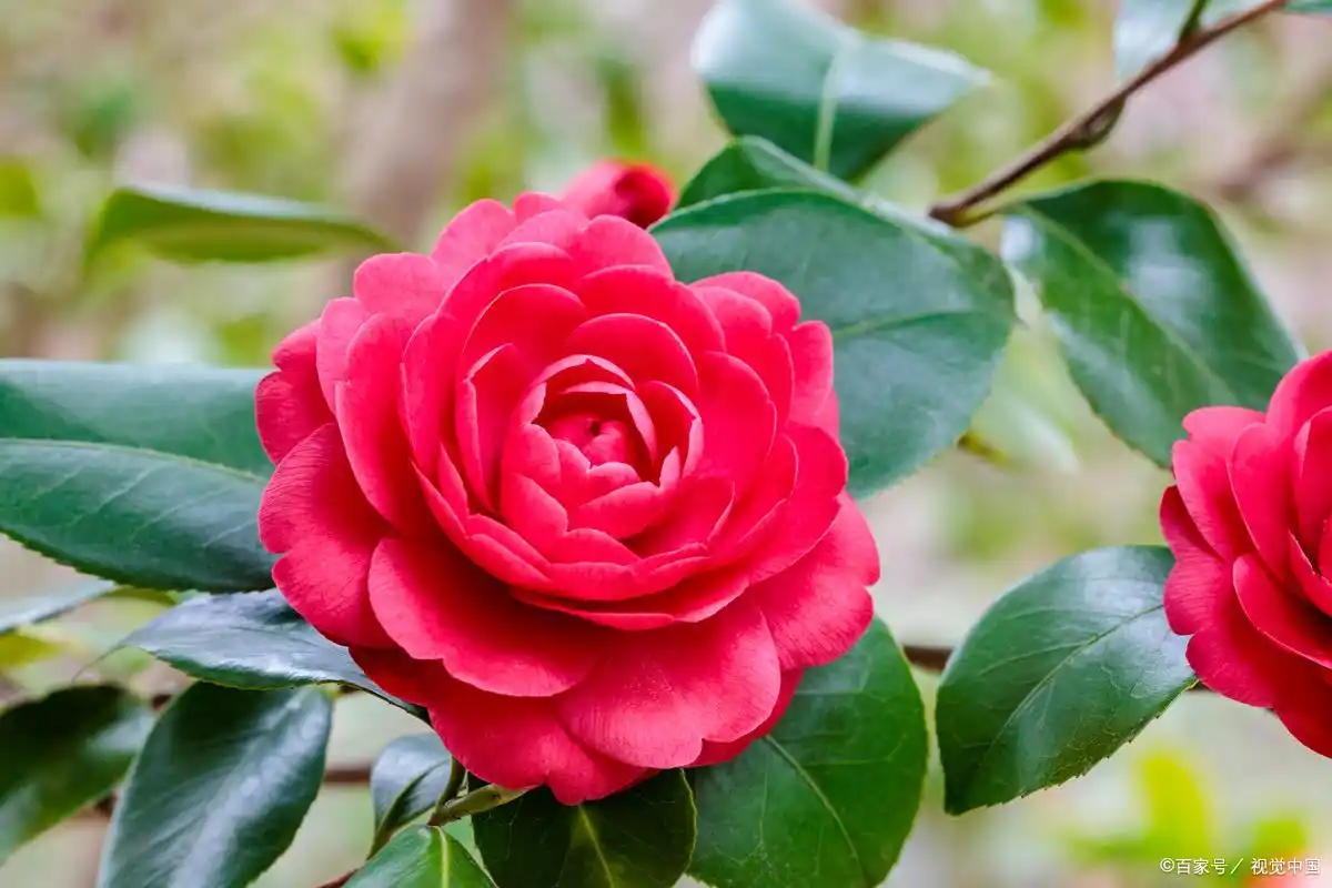 Camellia Flower
