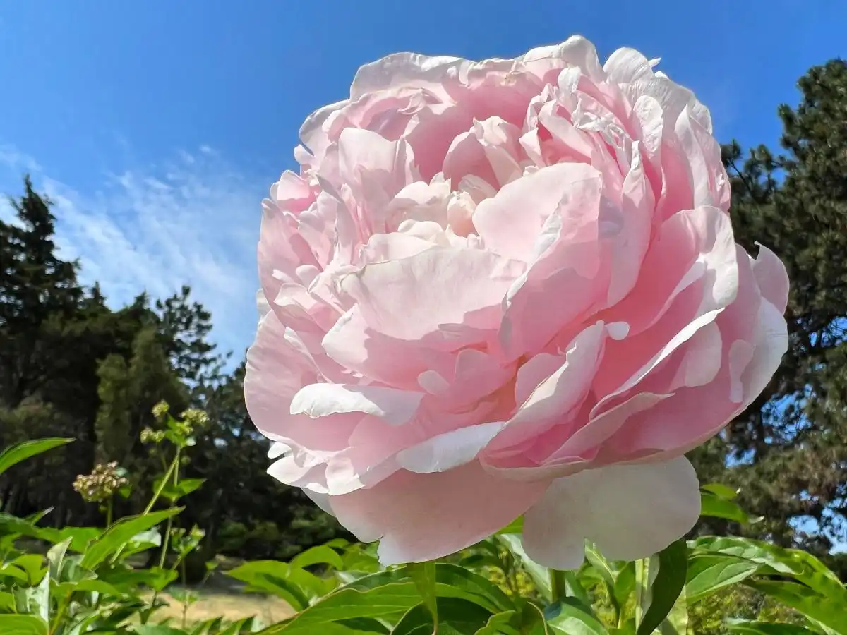 peony meaning