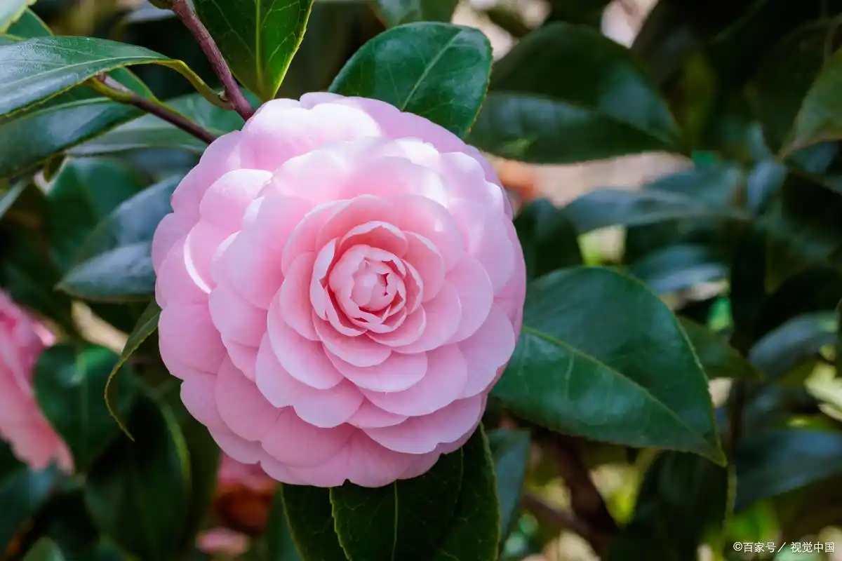 Camellia Flower