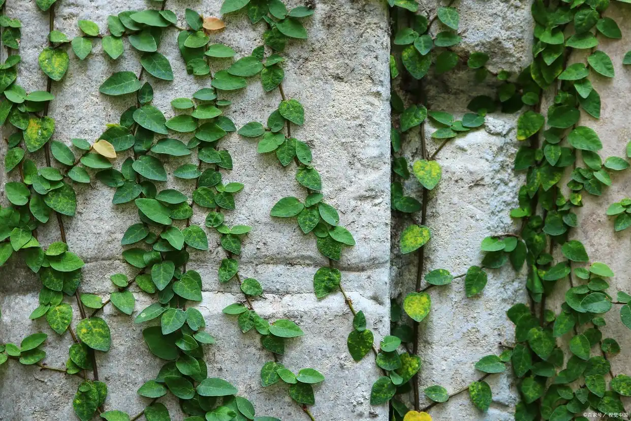 Boston Ivy