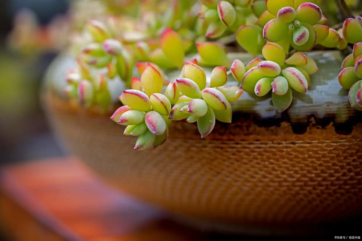 succulent plants