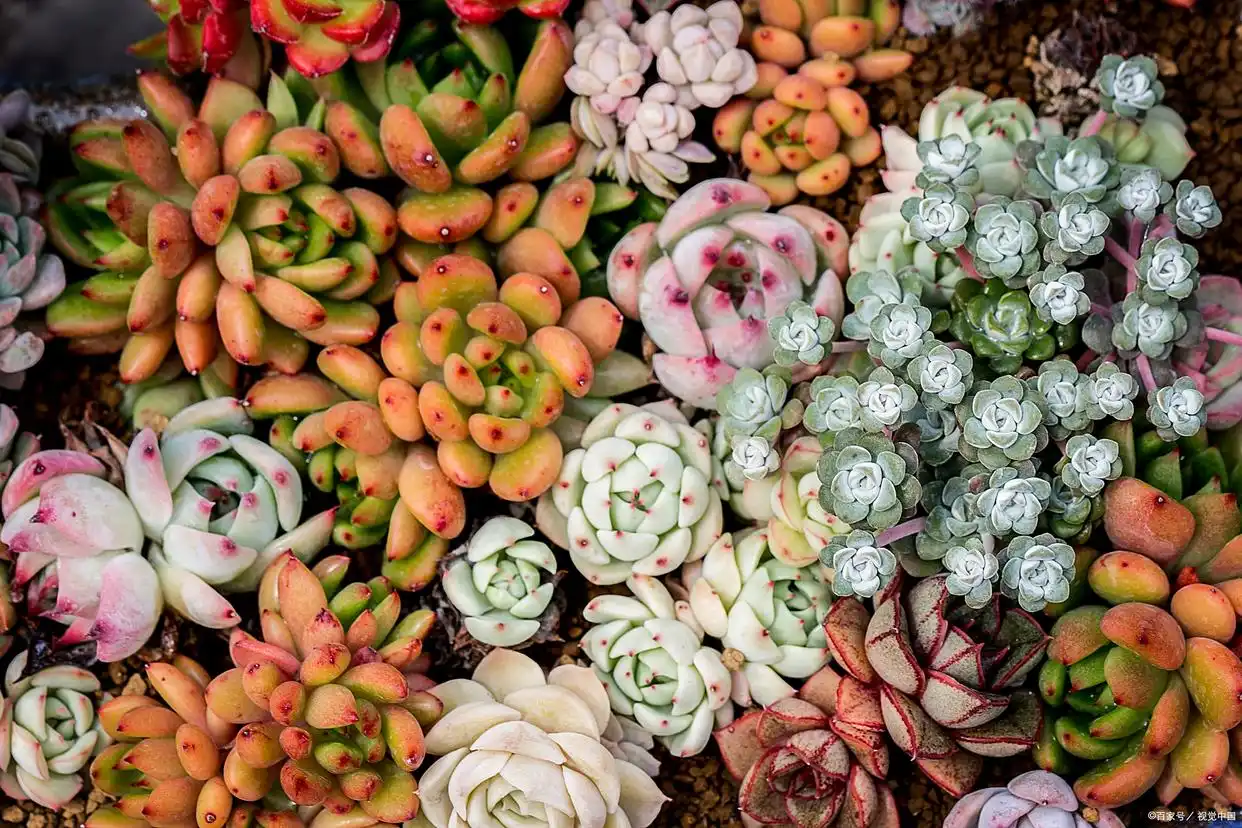 succulent plants