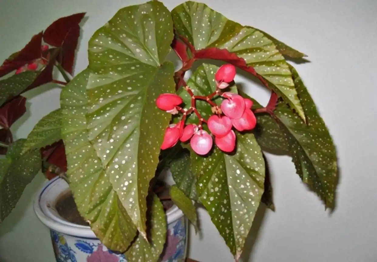 begonia